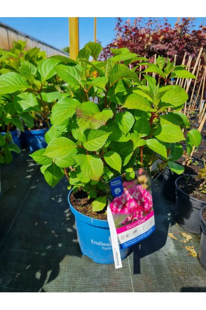 Гортензия широколистная Ендлес Саммер Блум Стар - 3-7,5л/вис.30-40см/Ø40-50см